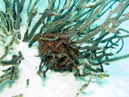 IMG 4072  Basket Star in the day